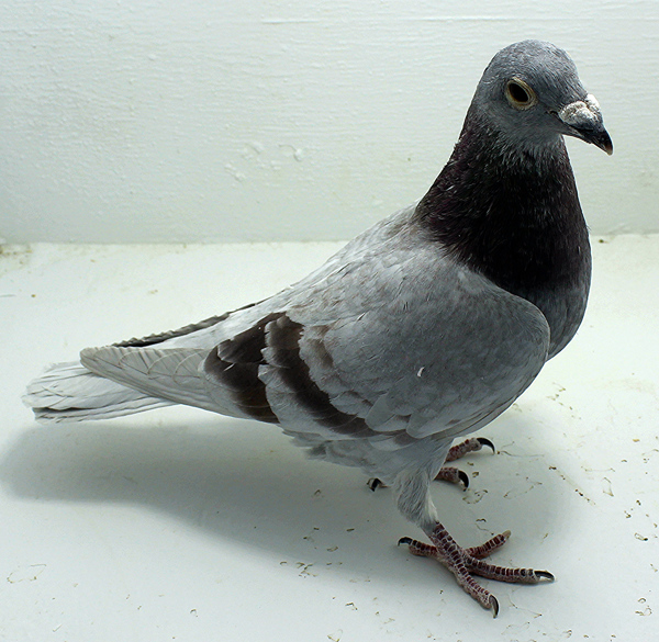 Band: 6829 IPB B 2025